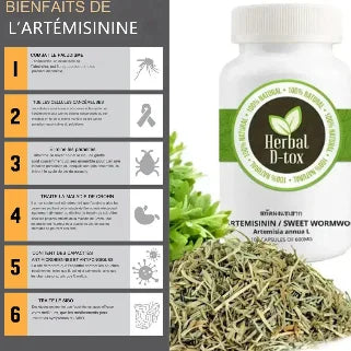 Bénéfices de l'artémisinine : lutte contre le paludisme, immunité renforcée, extrait naturel avec Artemisia