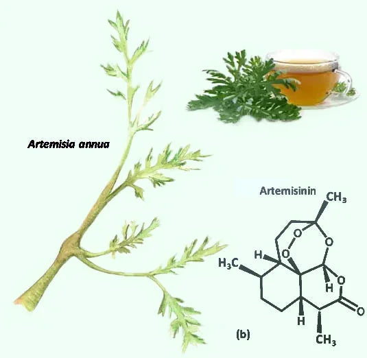 Artémisinine / Artemisia : Découvrez les Trésors de la Médecine Naturelle