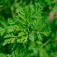 Photo d'Artemisia annua, plante herbacée verte à petites feuilles et fleurs jaunes, connue pour ses propriétés médicinales contre le paludisme et le cancer.